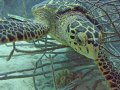   Turtle close  